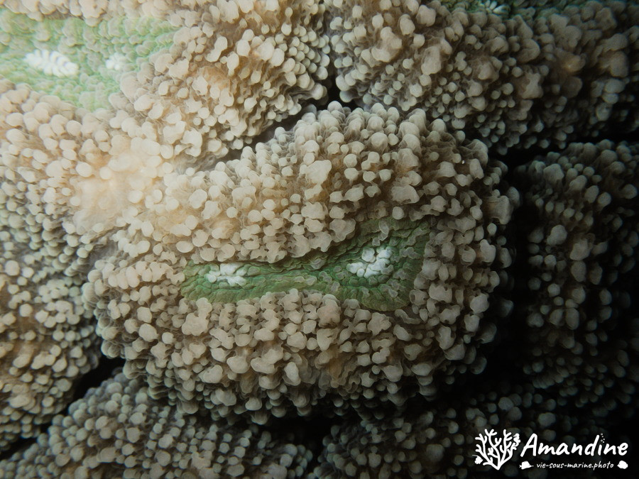 Corail dur