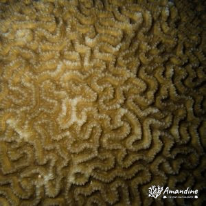 Cnidaires » Hexacolliaires » Corail dur