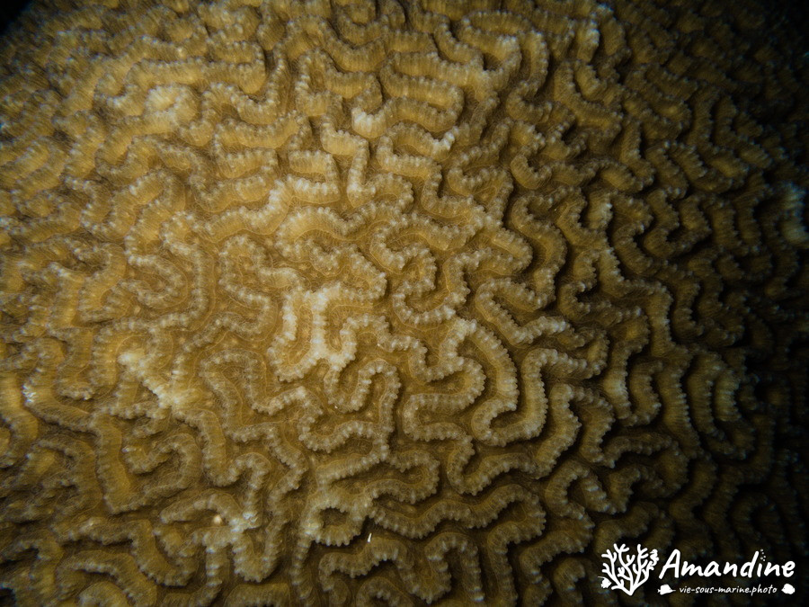 Corail dur
