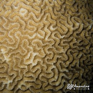 Cnidaires » Hexacolliaires » Corail dur