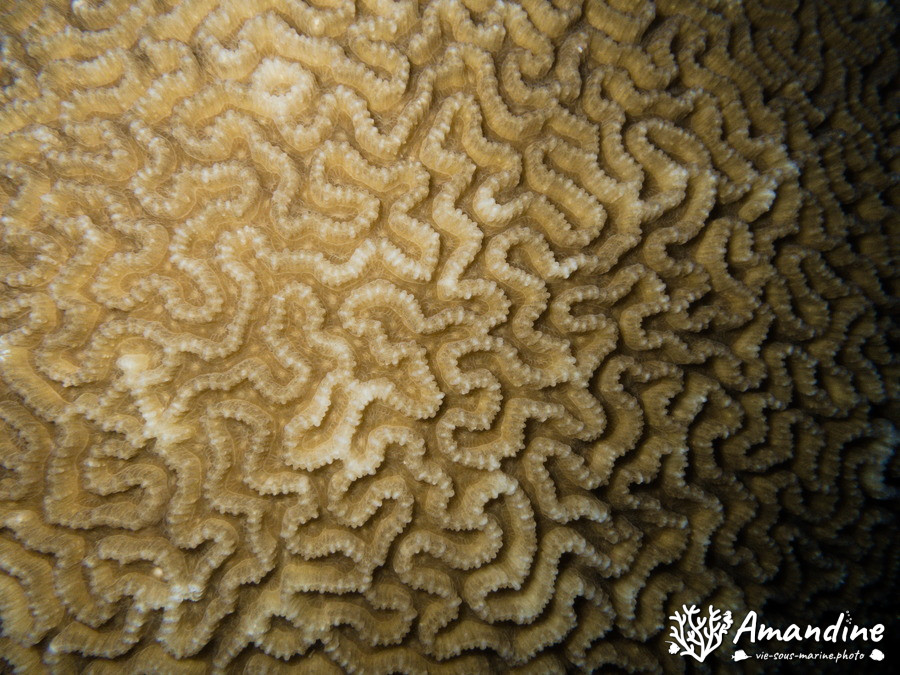 Corail dur
