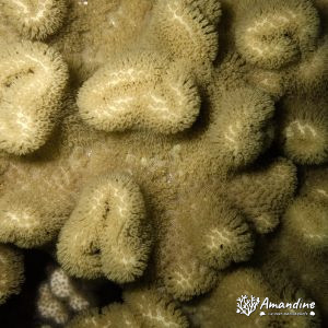 Cnidaires » Hexacolliaires » Corail dur