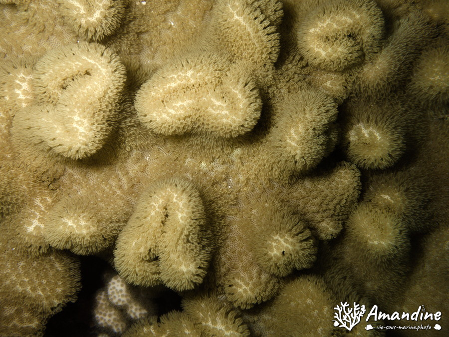 Corail dur