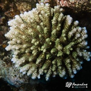 Cnidaires » Hexacolliaires » Corail dur