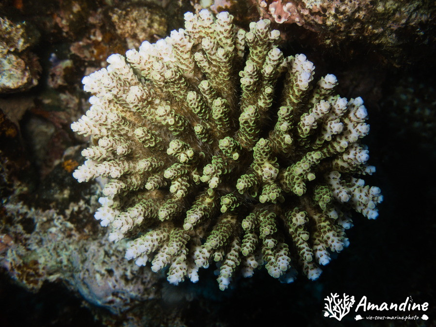 Corail dur