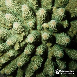 Cnidaires » Hexacolliaires » Corail dur