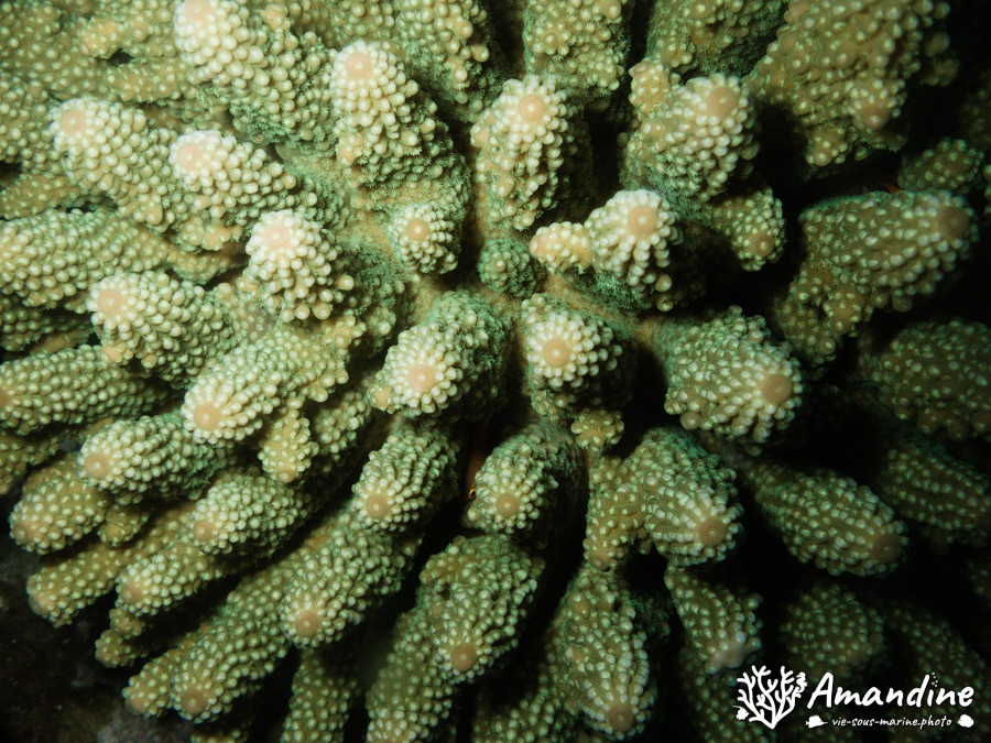 Corail dur