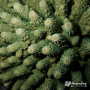 Cnidaires » Hexacolliaires » Corail dur