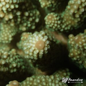 Cnidaires » Hexacolliaires » Corail dur