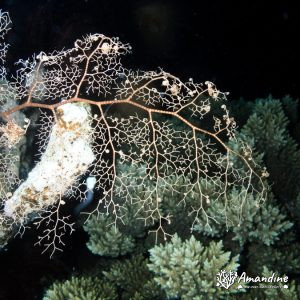 Échinodermes » Ophiure » Gorgonocéphale
