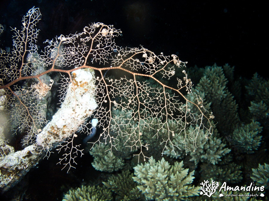 Gorgonocéphale