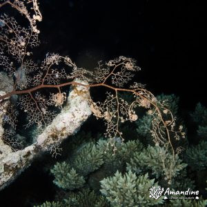 Échinodermes » Ophiure » Gorgonocéphale