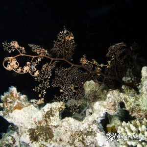 Échinodermes » Ophiure » Gorgonocéphale