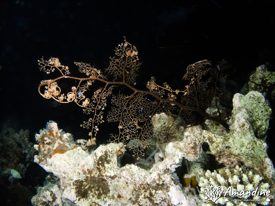 Gorgonocéphale