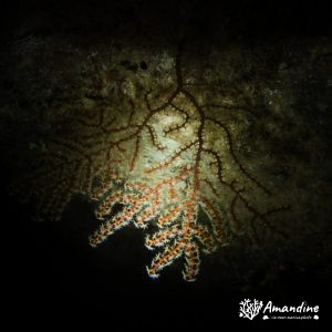 Cnidaires » Octocoralliaires » Gorgone