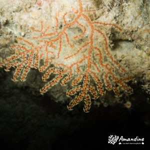 Cnidaires » Octocoralliaires » Gorgone