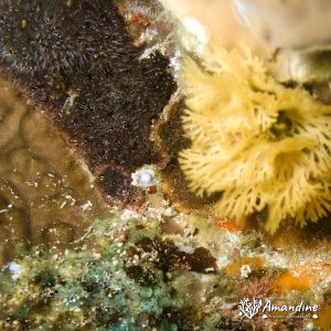 Lophophoriens » Bryozoaire