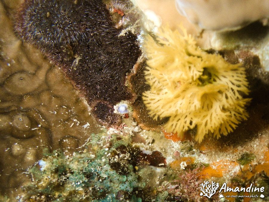 Bryozoaire