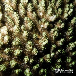 Cnidaires » Hexacolliaires » Corail dur