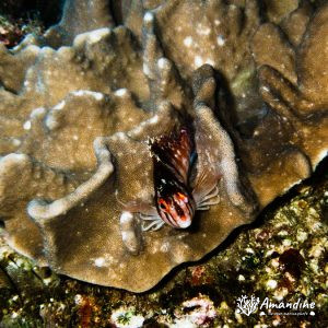 Vertébrés » Poissons osseux » Poisson-épervier