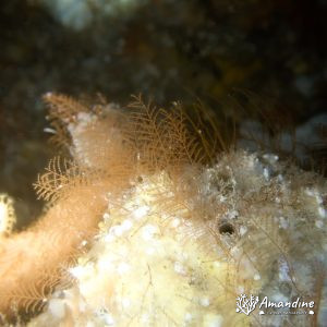 Cnidaires » Hydraire