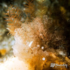 Cnidaires » Hydraire
