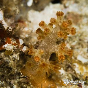 Cnidaires » Octocoralliaires » Corail mou » Dendronephthya sp.