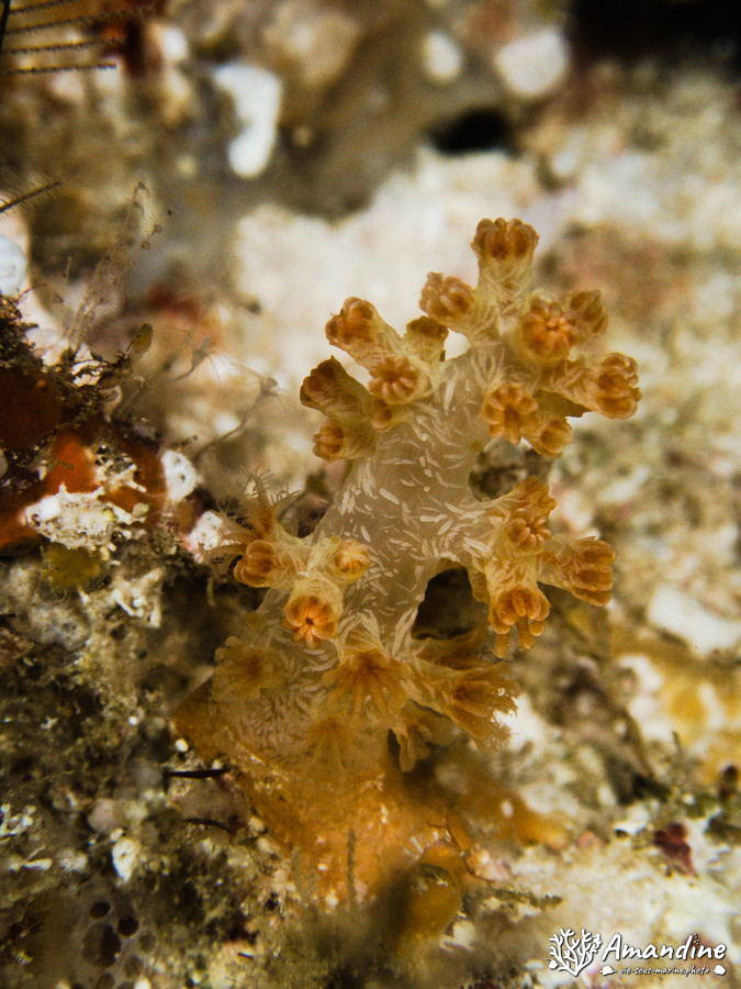 Dendronephthya sp.