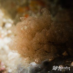 Lophophoriens » Bryozoaire