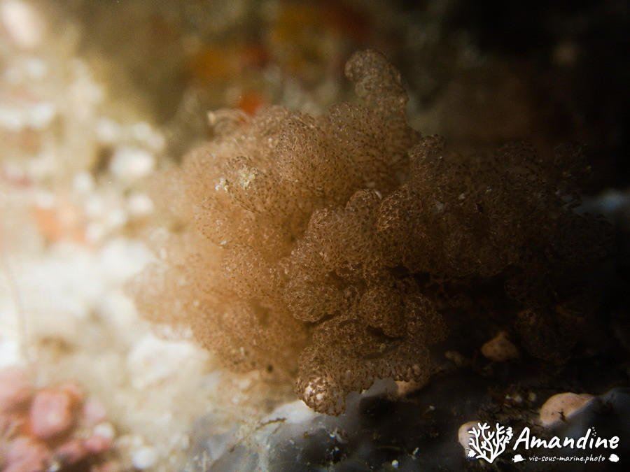 Bryozoaire