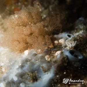 Lophophoriens » Bryozoaire