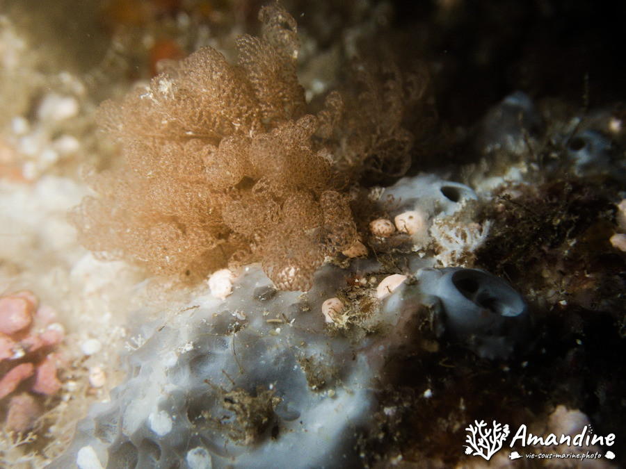 Bryozoaire