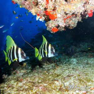 Vertébrés » Poissons osseux » Evistias acutirostris