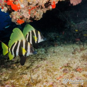 Vertébrés » Poissons osseux » Evistias acutirostris