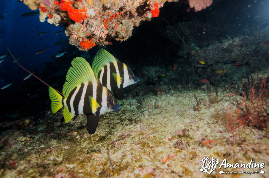 Evistias acutirostris