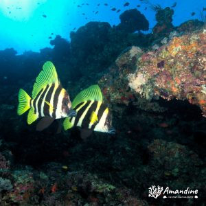 Vertébrés » Poissons osseux » Evistias acutirostris