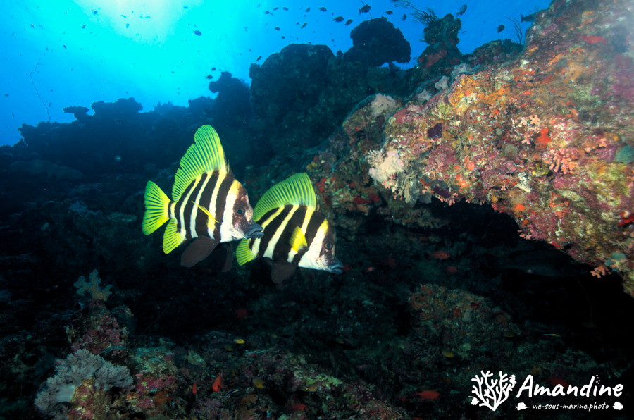 Evistias acutirostris