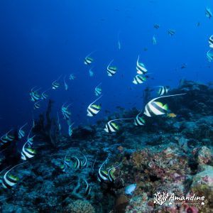 Vertébrés » Poissons osseux » Poisson-bannière