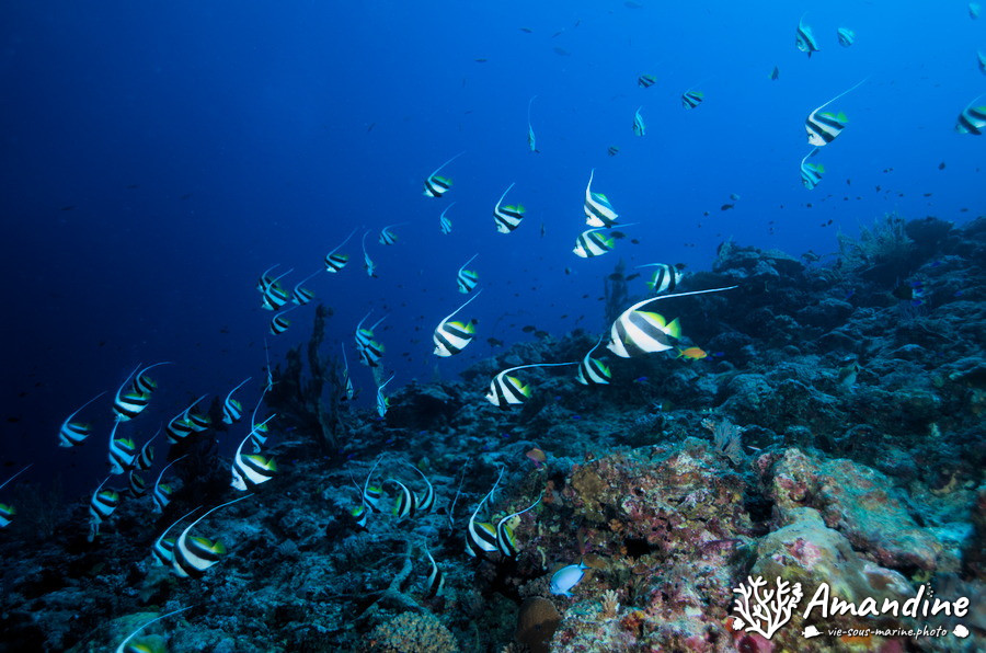 Poisson-bannière