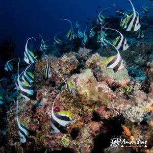 Vertébrés » Poissons osseux » Poisson-bannière