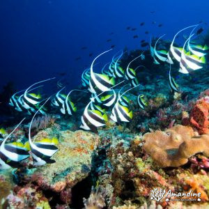Vertébrés » Poissons osseux » Poisson-bannière