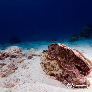 Mollusques » Bivalve » Bénitier