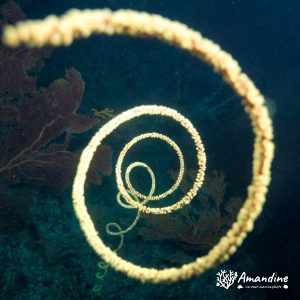 Cnidaires » Octocoralliaires » Gorgone