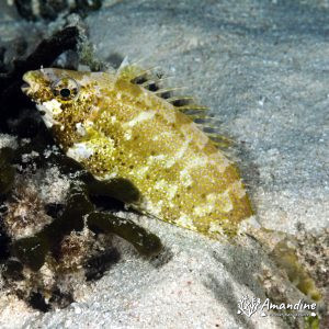 Vertébrés » Poissons osseux » Picot
