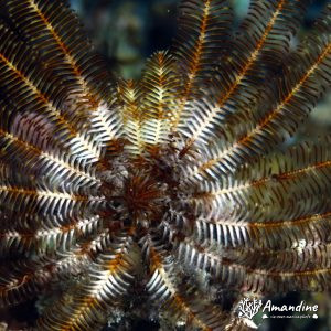 Échinodermes » Crinoïde