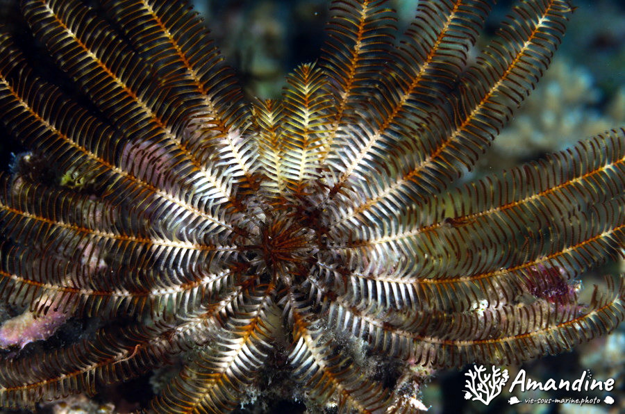 Crinoïde