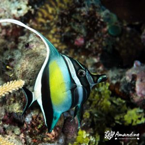 Vertébrés » Poissons osseux » Idole Maure » Zanclus cornutus