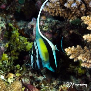 Vertébrés » Poissons osseux » Idole Maure » Zanclus cornutus