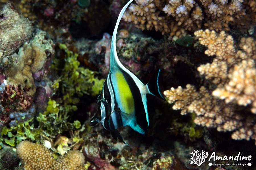 Zanclus cornutus