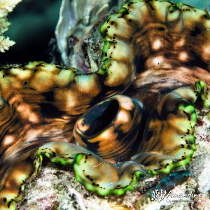 Mollusques » Bivalve » Bénitier